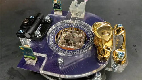 mouse braincell computer